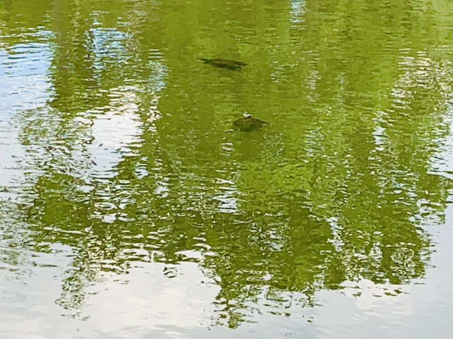 IMG_0734.jpg?type=w966