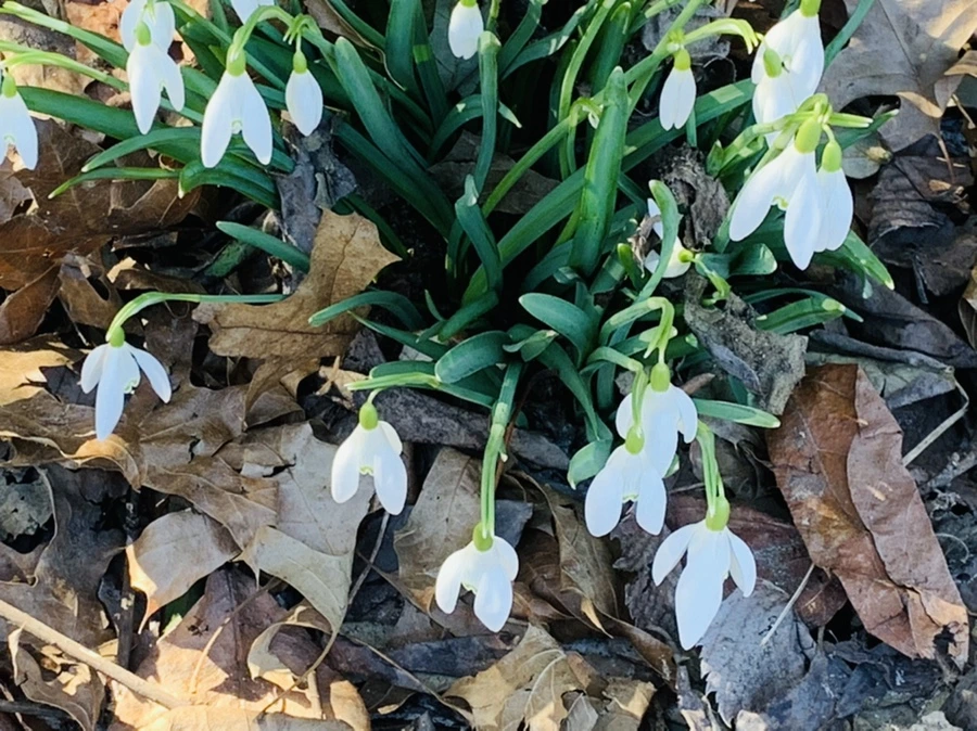 IMG_0705.jpg?type=w966