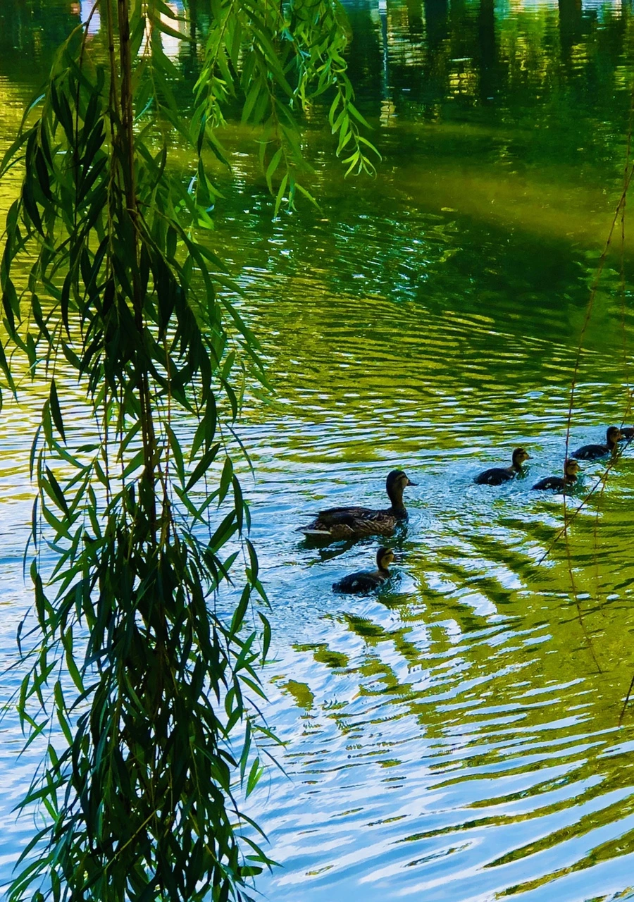 IMG_2508.jpg?type=w966