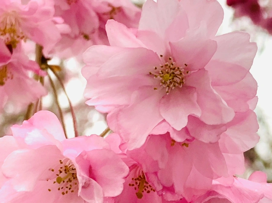 IMG_0799.jpg?type=w966