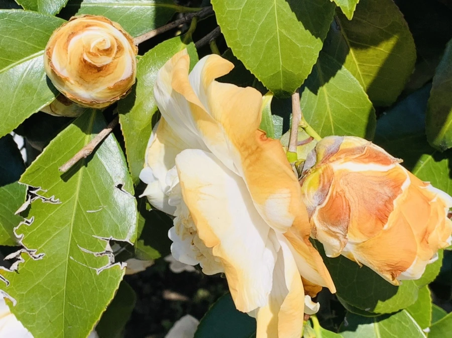 IMG_8616.jpg?type=w966