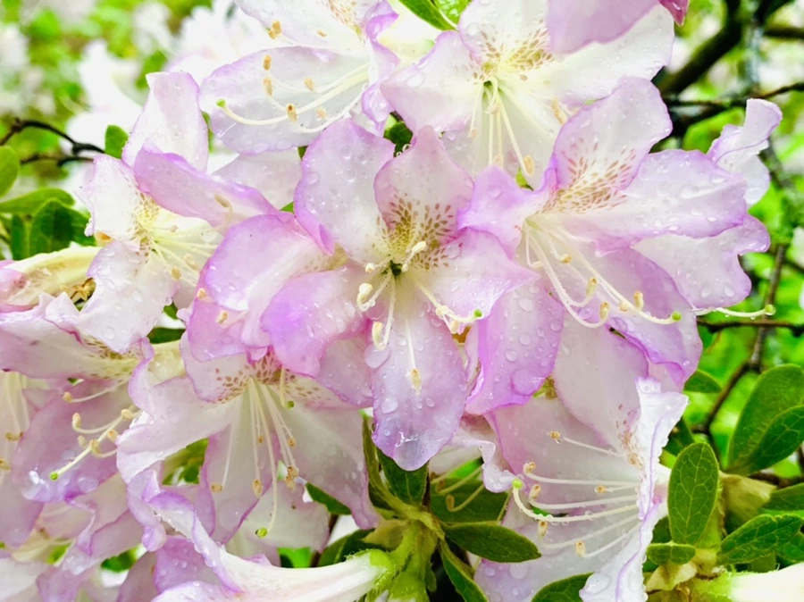 IMG_0304.jpg?type=w966