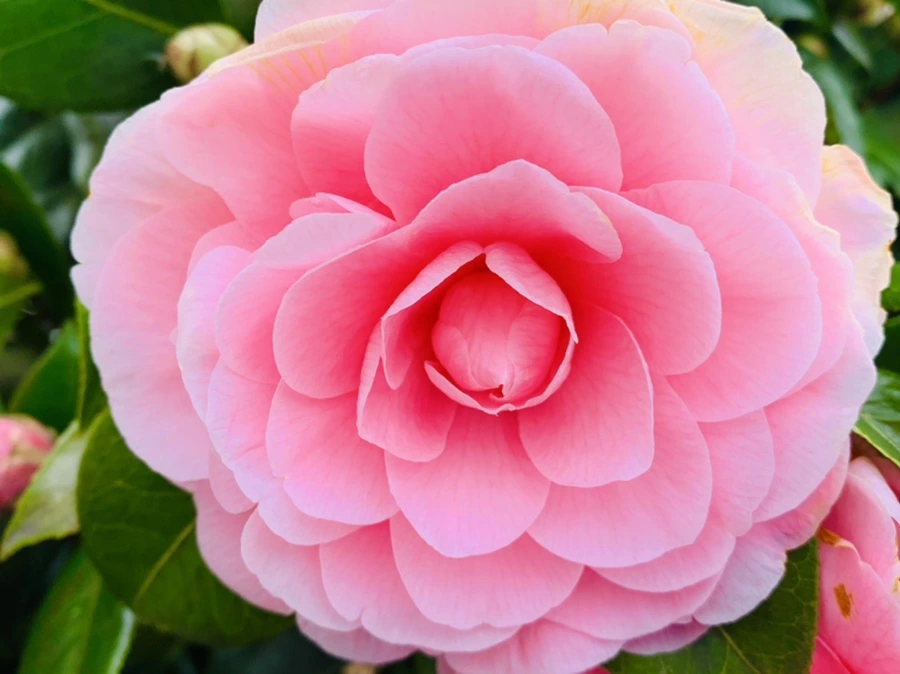 IMG_6683.jpg?type=w966