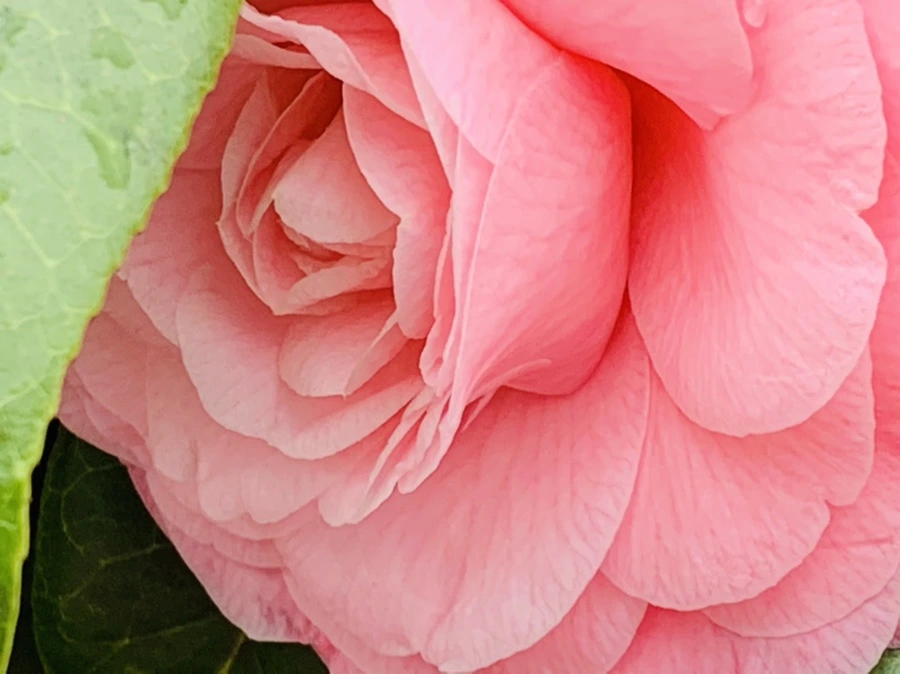 IMG_1436.jpg?type=w966