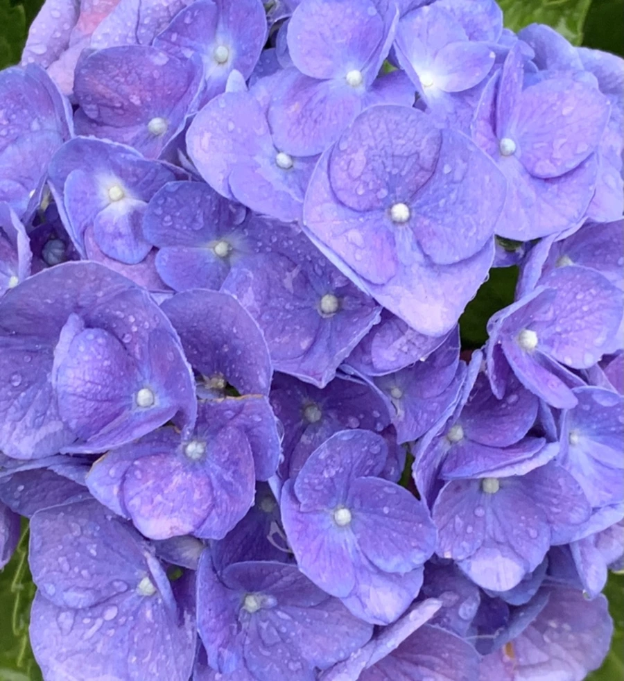 IMG_6179.jpg?type=w966