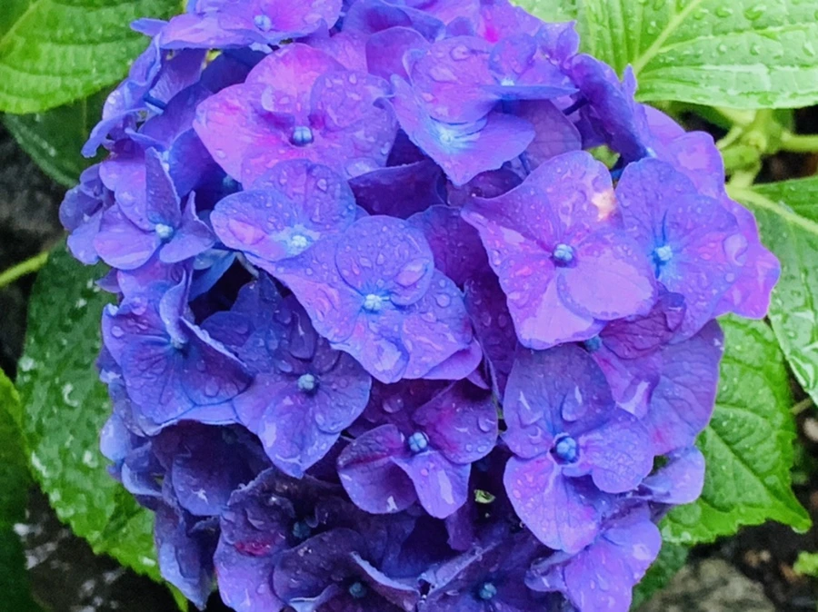 IMG_2775.jpg?type=w966