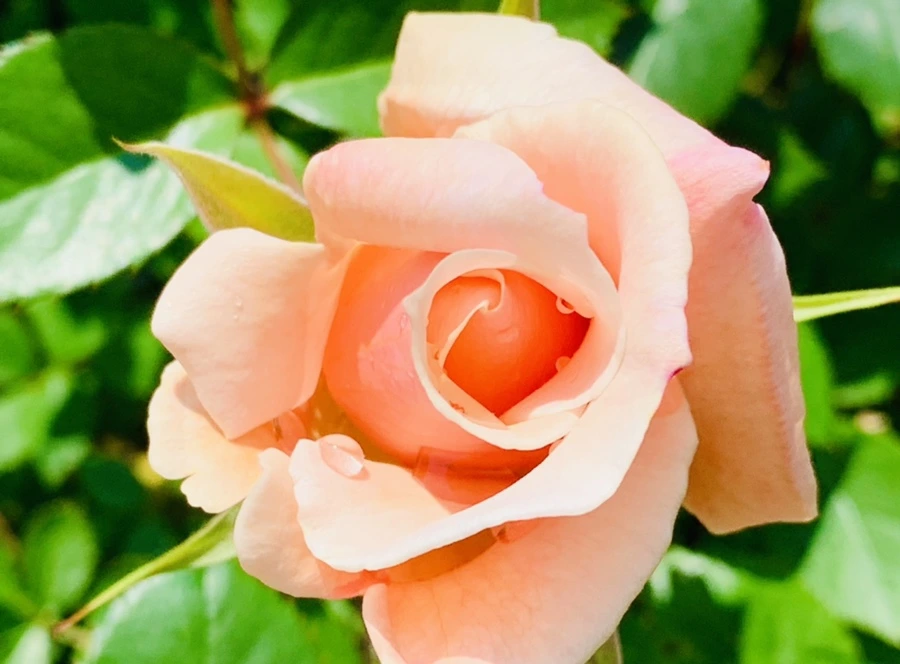 IMG_4295.jpg?type=w966