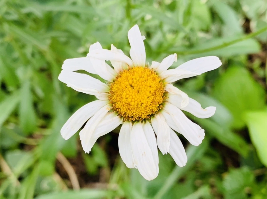 IMG_8686.jpg?type=w966