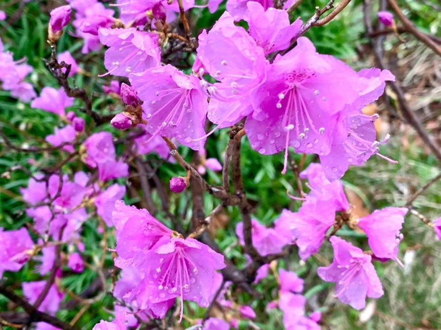 IMG_4864.jpg?type=w966