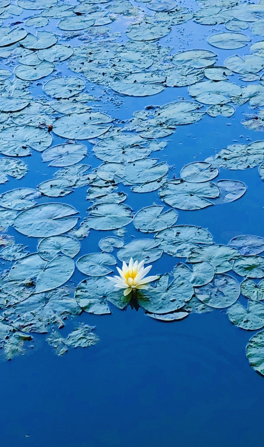 IMG_3882.jpg?type=w966