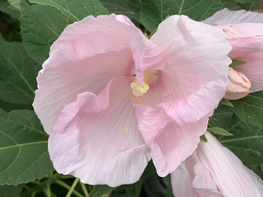 IMG_6038.jpg?type=w966