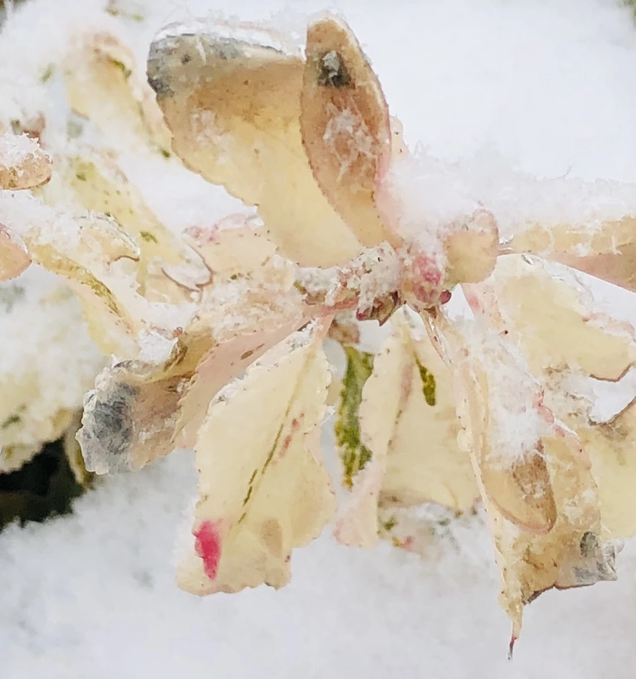 IMG_3447.jpg?type=w966