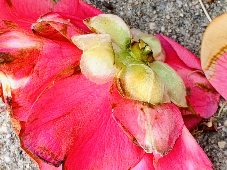 IMG_7785.jpg?type=w966