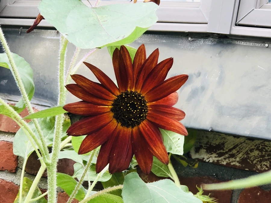 IMG_1136.jpg?type=w966