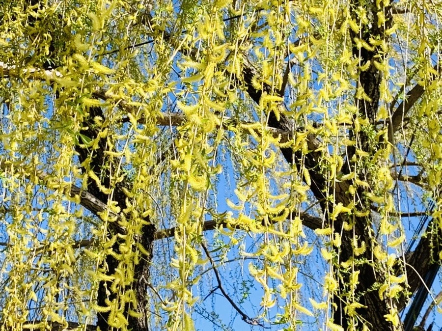 xcKEt9yArkr7vM2XchEQa6v52YY