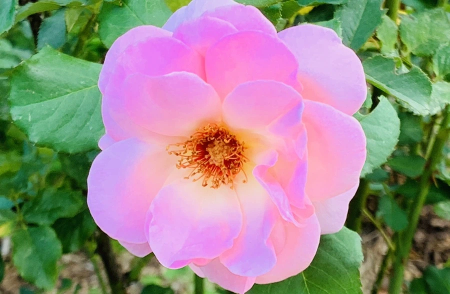 IMG_1235.jpg?type=w966