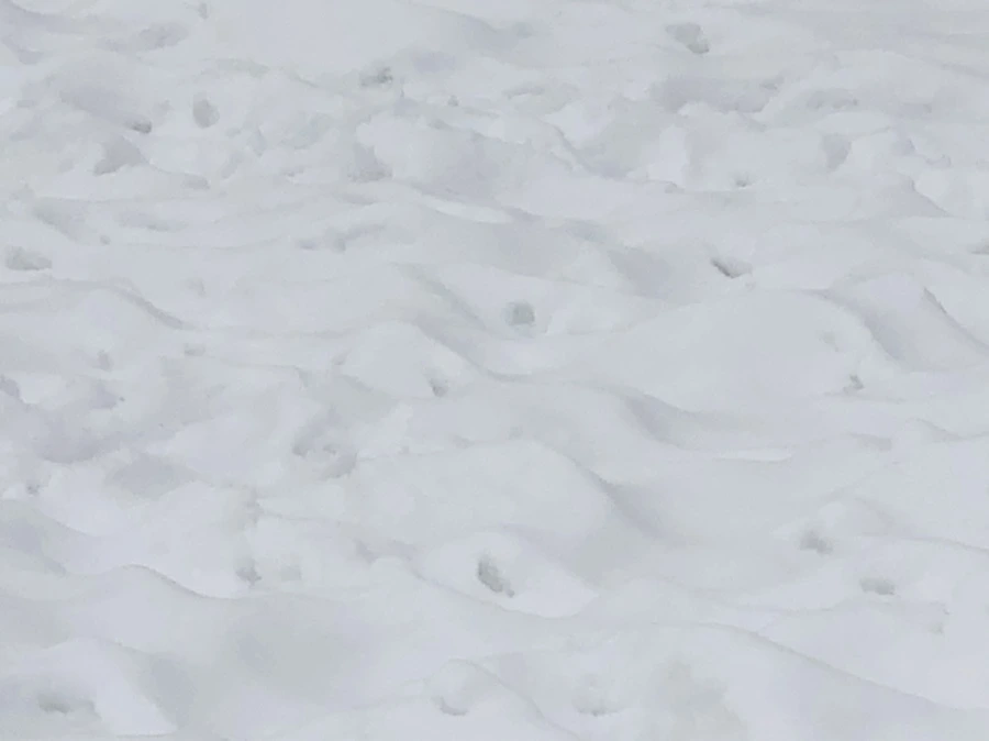 IMG_2360.jpg?type=w966