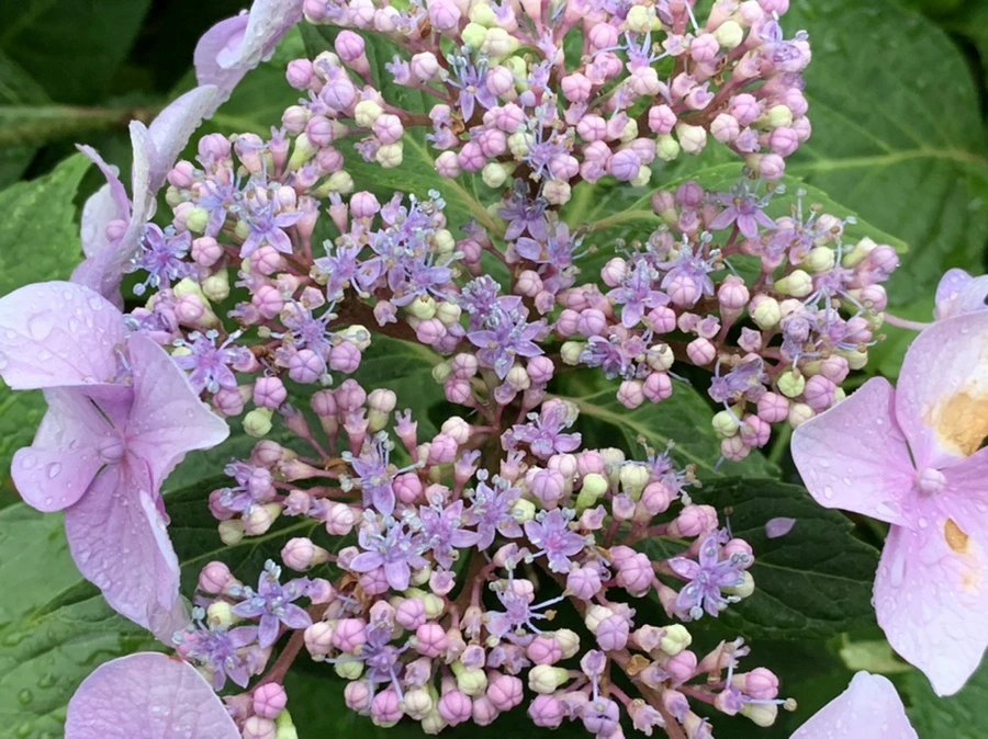 IMG_6201.jpg?type=w966