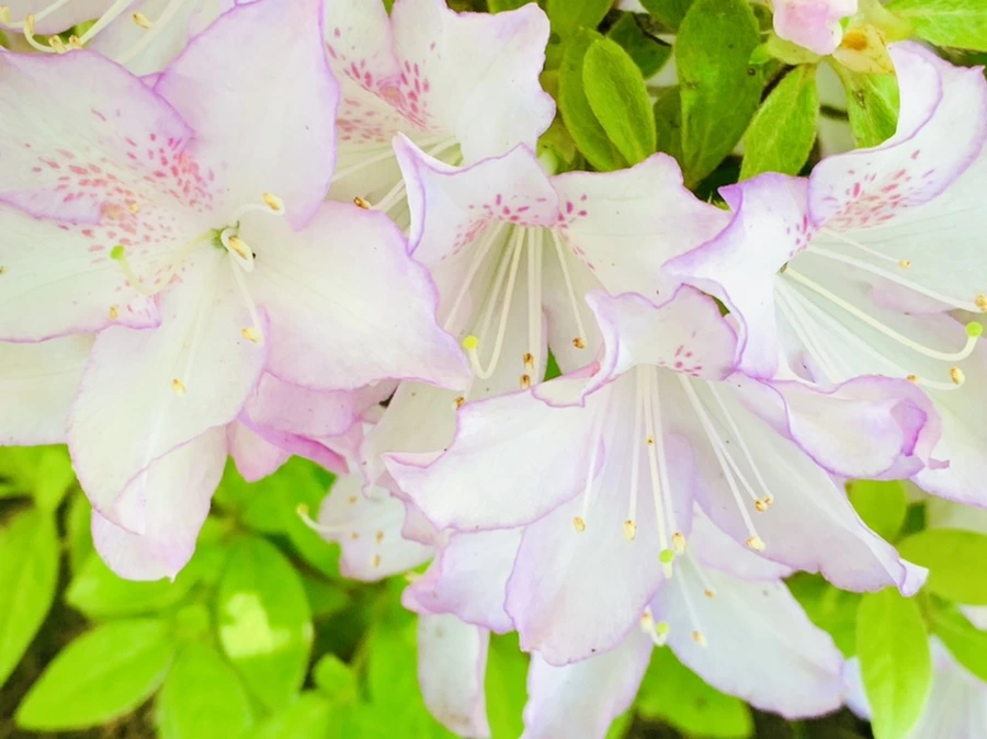 IMG_0647.jpg?type=w966