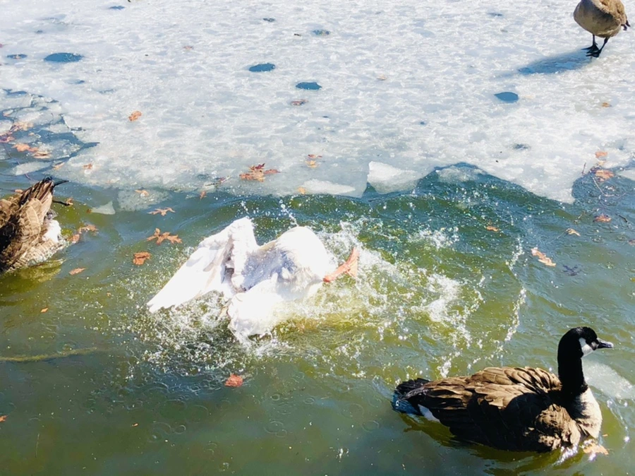 IMG_5202.jpg?type=w966