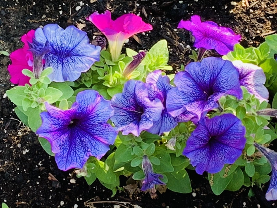 IMG_4080.jpg?type=w966