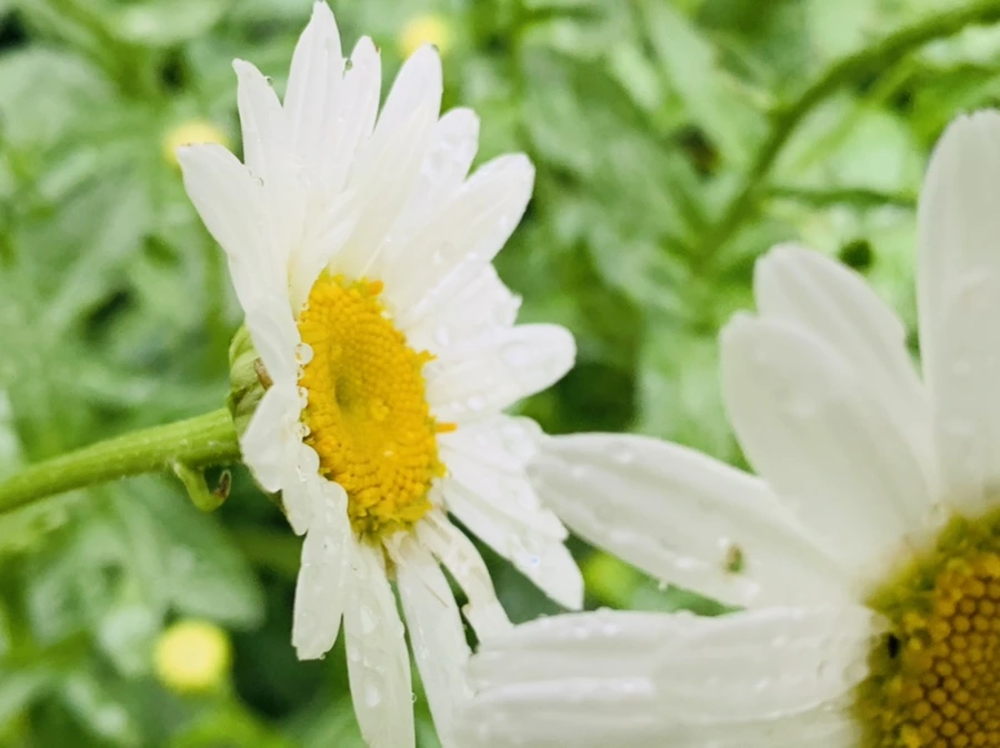 IMG_0192.jpg?type=w966