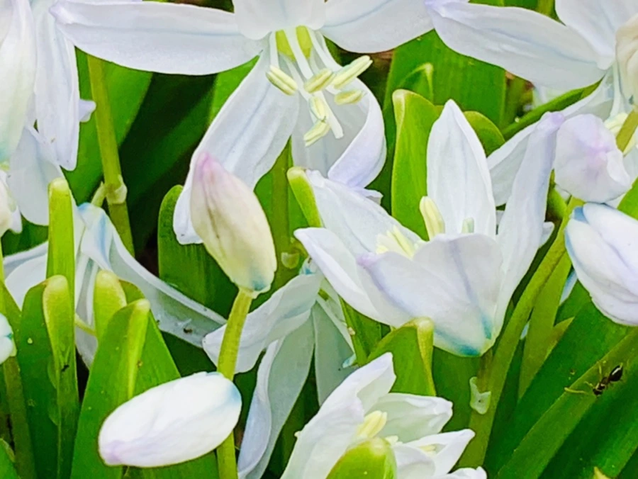 IMG_4100.jpg?type=w966