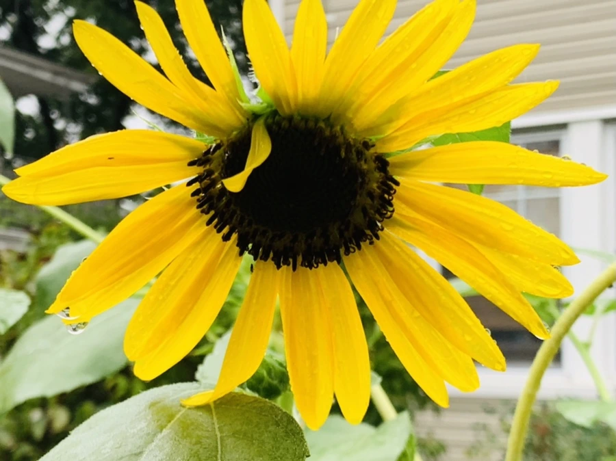 IMG_3816.jpg?type=w966