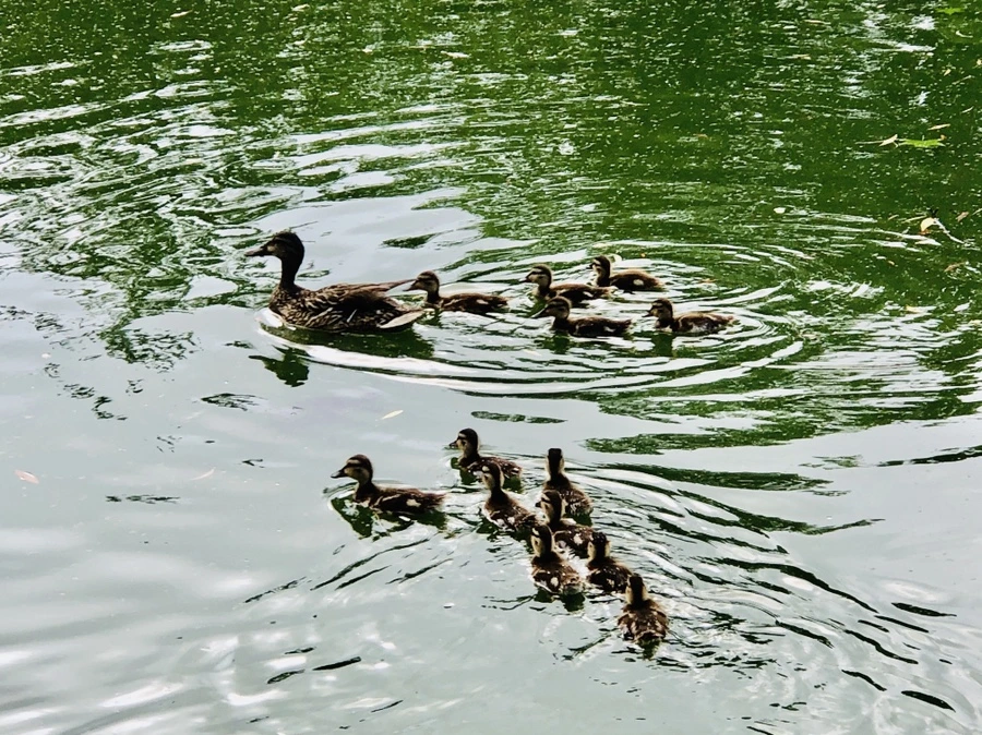 IMG_1709.jpg?type=w966