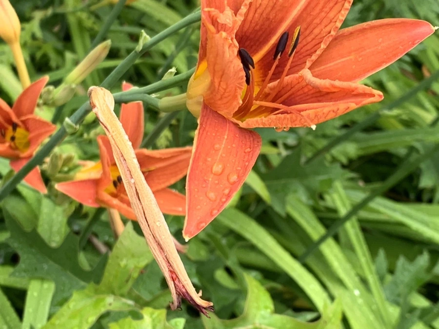 IMG_3595.jpg?type=w966