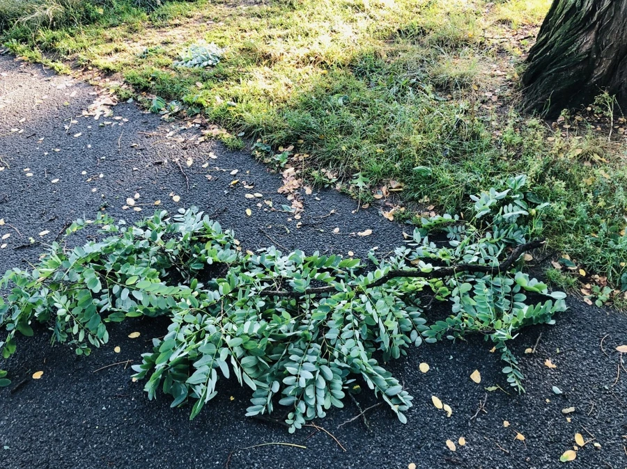 IMG_2106.jpg?type=w966