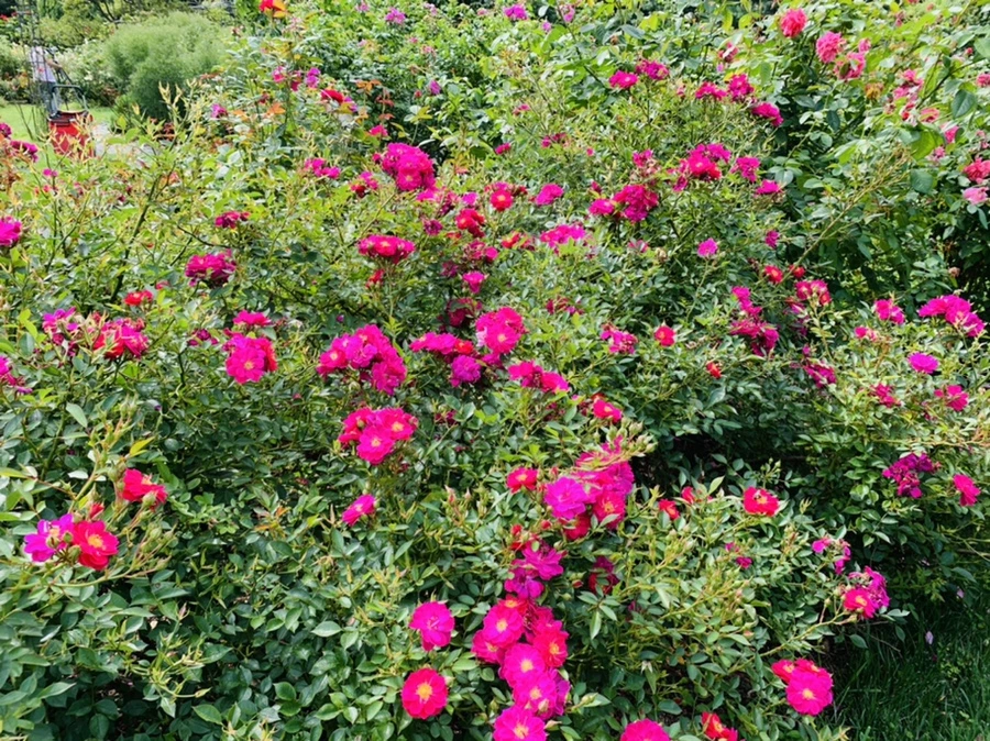 IMG_4919.jpg?type=w966