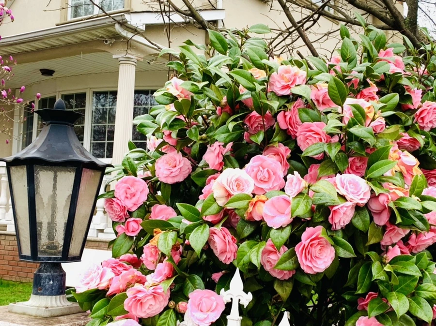 IMG_1412.jpg?type=w966