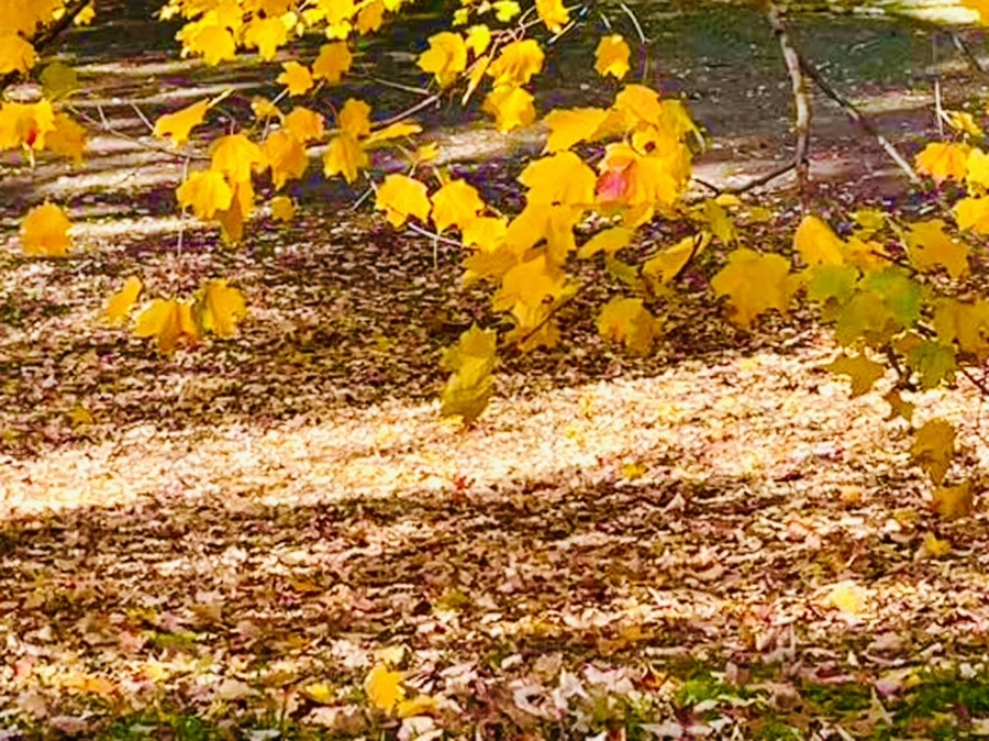 IMG_1724.jpg?type=w966