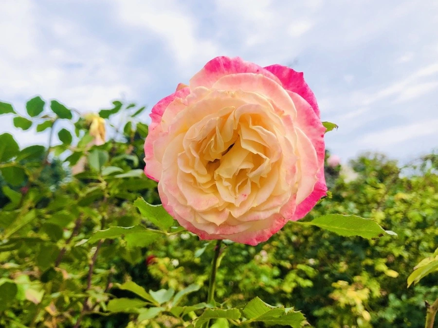 yDSfD4XlYrknKPvC0cHrZ5PT534