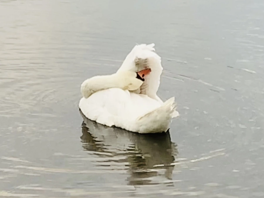 IMG_0345.jpg?type=w966