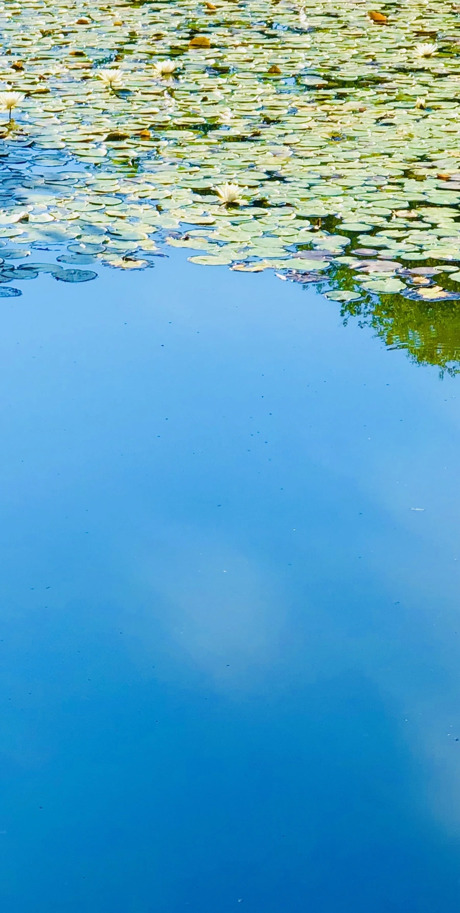 IMG_3958.jpg?type=w966