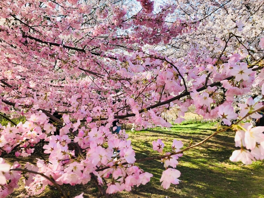 IMG_4542.jpg?type=w966