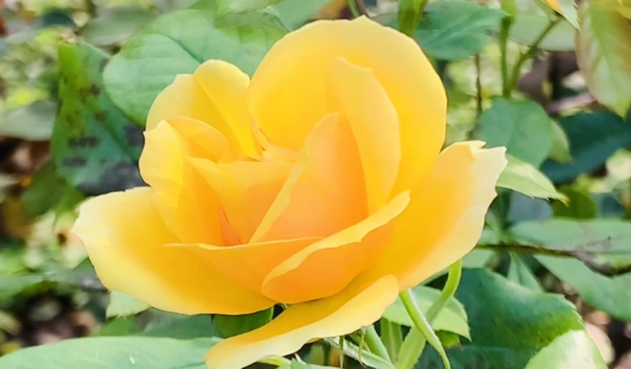 IMG_1206.jpg?type=w966