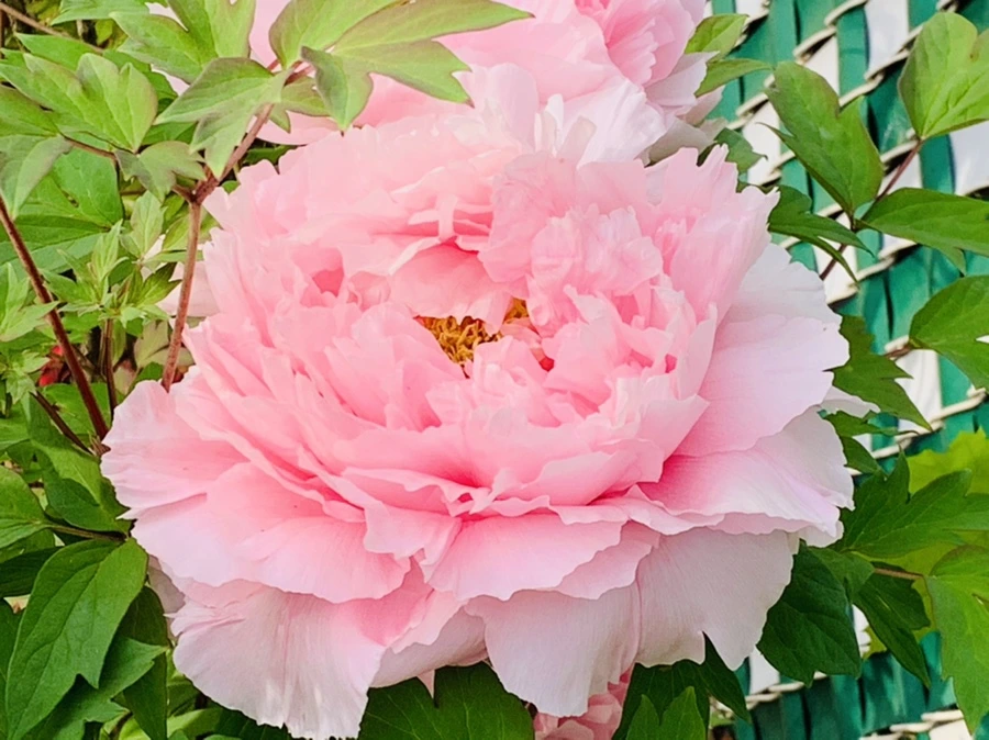 IMG_9099.jpg?type=w966