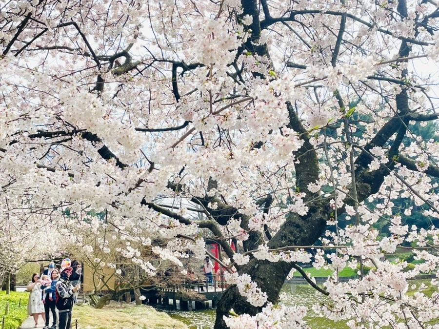 IMG_0478.jpg?type=w966