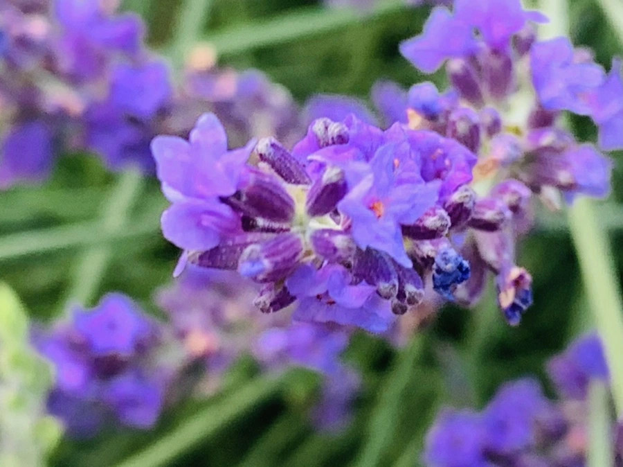 IMG_0868.jpg?type=w966