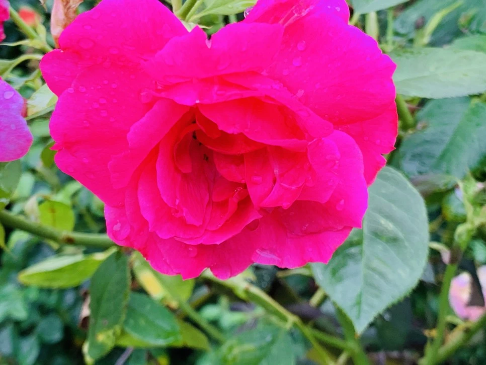 IMG_0975.jpg?type=w966