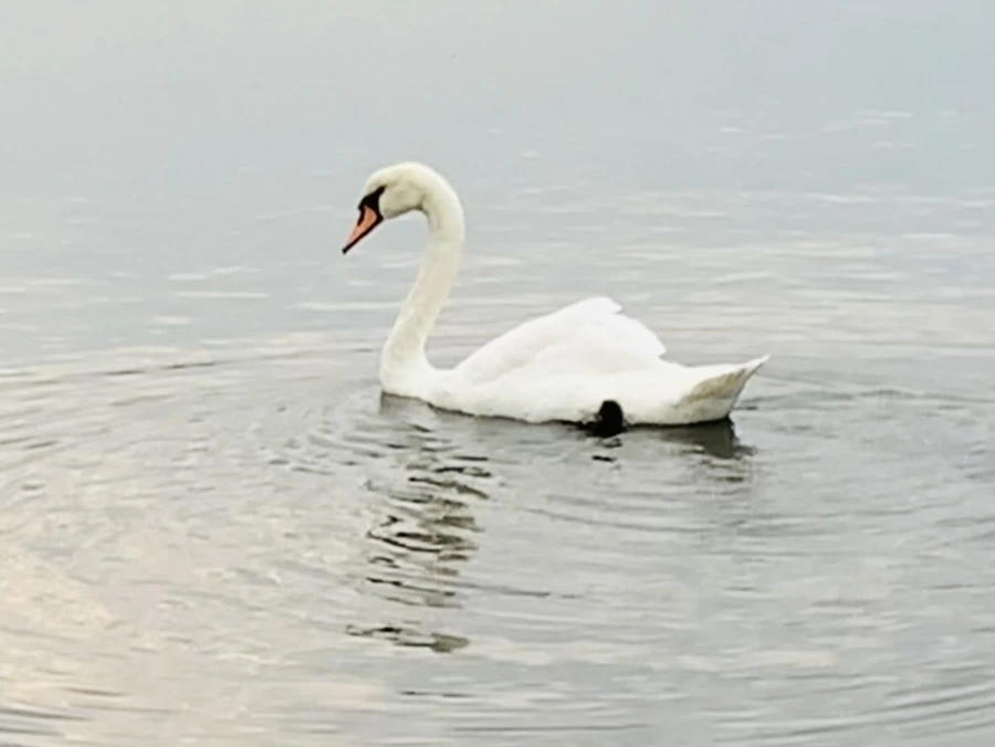 IMG_0298.jpg?type=w966