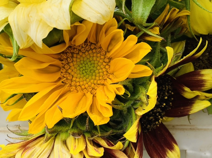 IMG_0270.jpg?type=w966