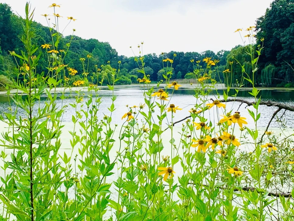 IMG_1319.jpg?type=w966