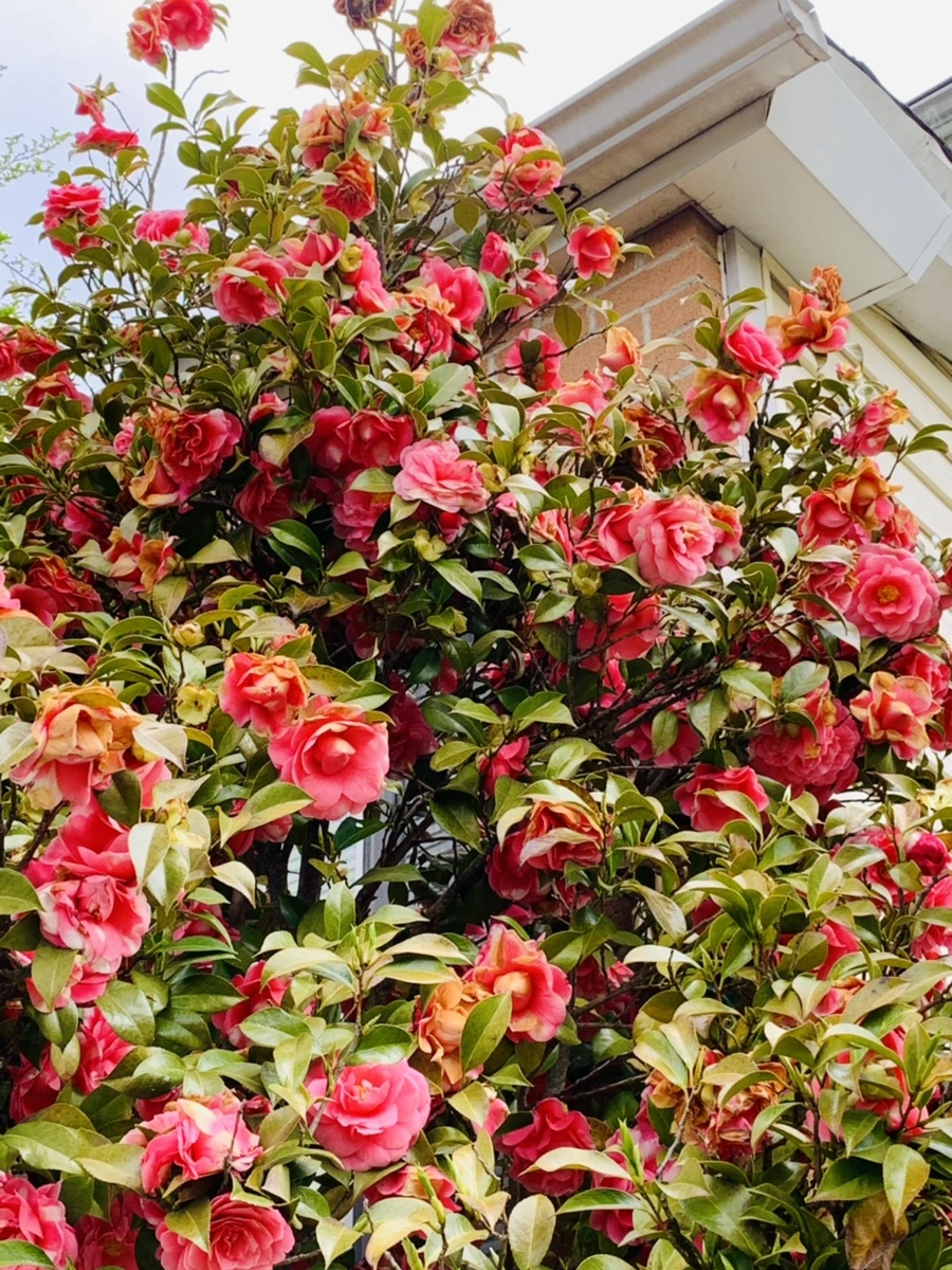 IMG_7768.jpg?type=w966