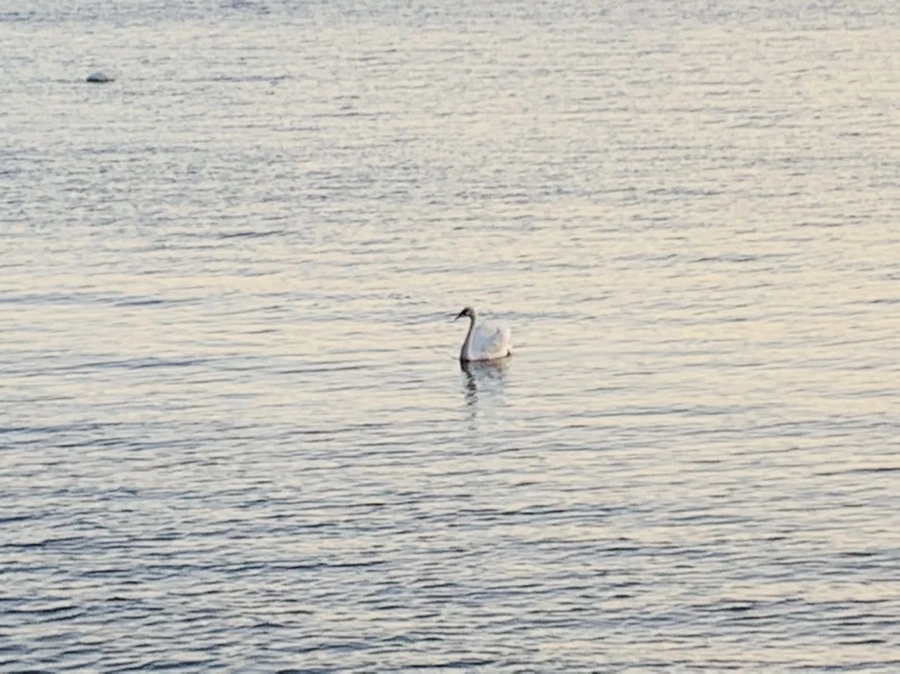 IMG_9525.jpg?type=w966