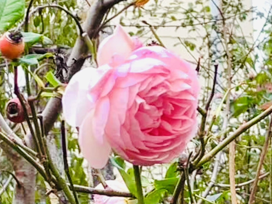 IMG_6199.jpg?type=w966