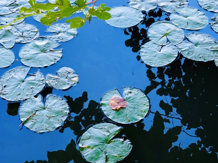 IMG_3798.jpg?type=w966